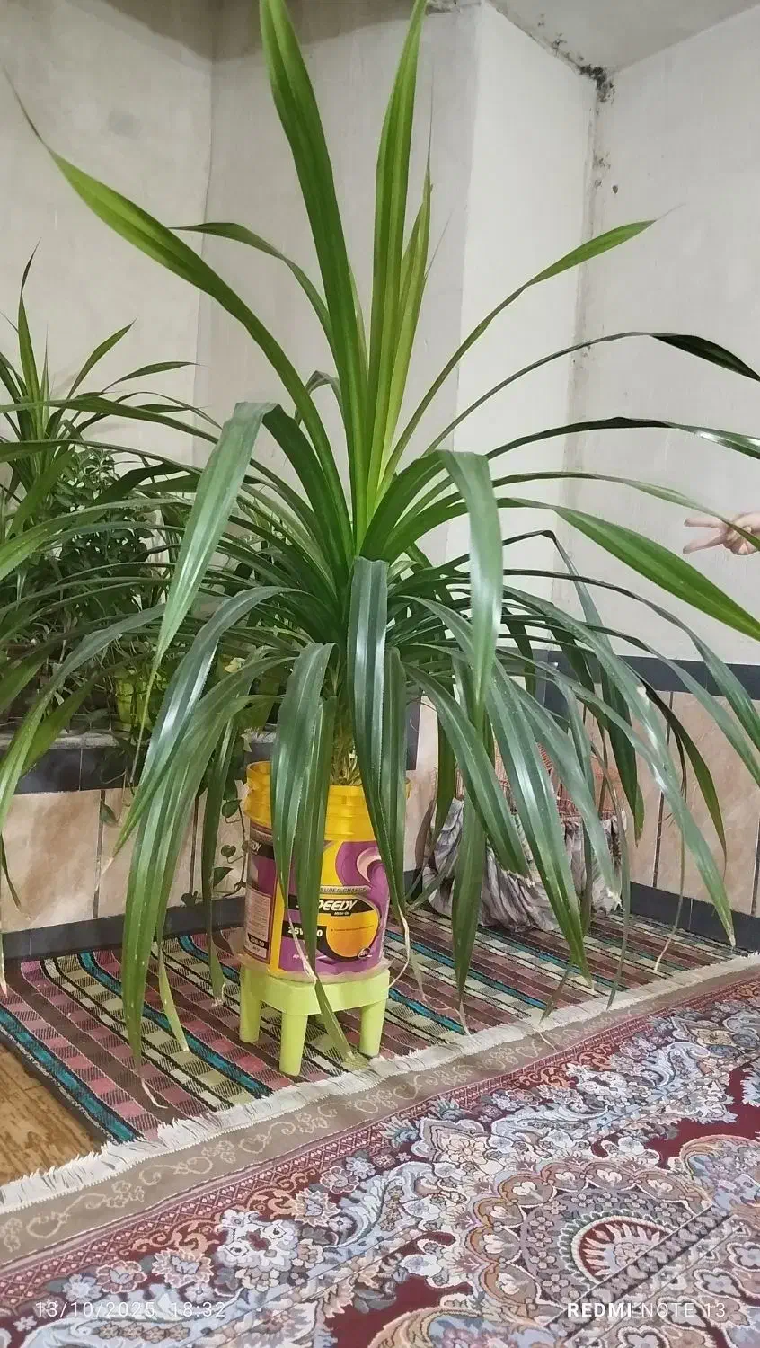 گل پاندانوس|گل و گیاه طبیعی|کازرون, |دیوار