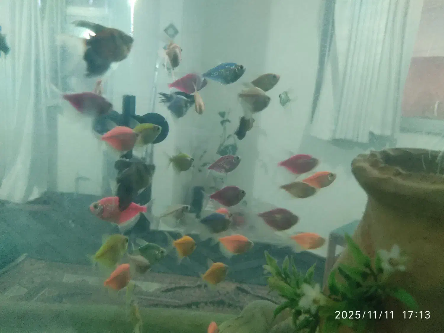 ماهی کالر ویدو|ماهی|سمنان, |دیوار