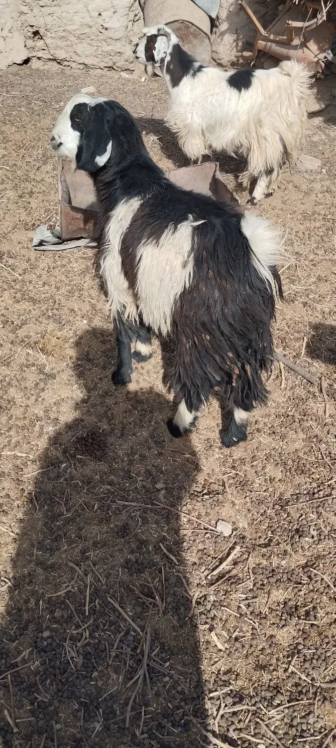 کهره نر بز  بره نر و ماده|حیوانات مزرعه|زابل, |دیوار