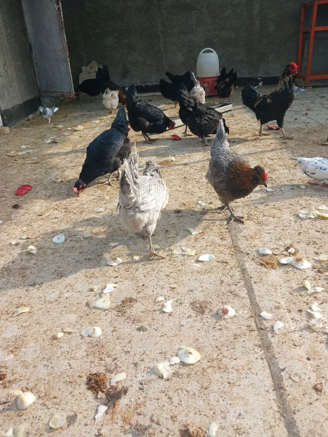 تخمه مرغ نطفه دار گلین لری|حیوانات مزرعه|اصفهان, گرکان|دیوار