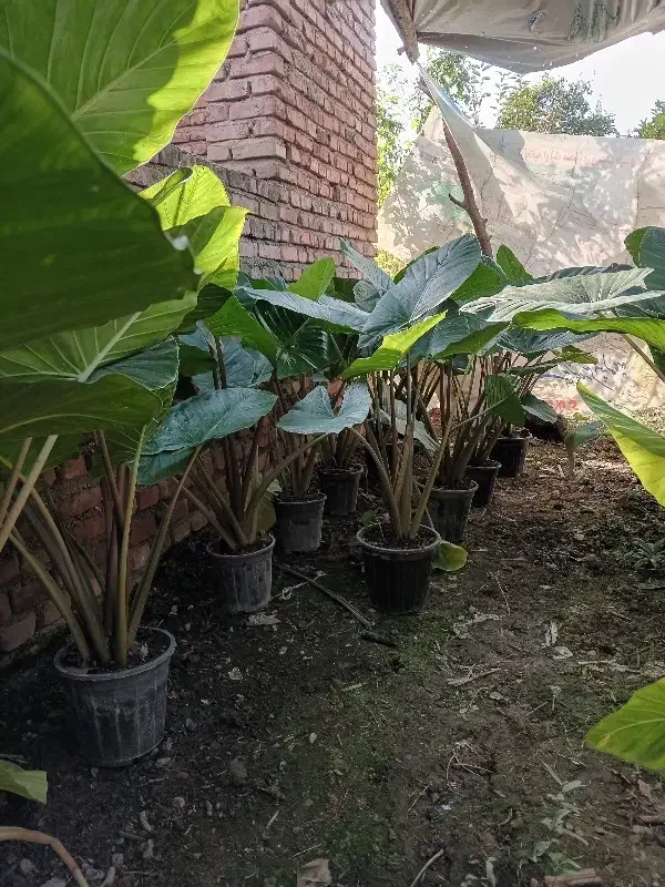 گل بابا آدم|گل و گیاه طبیعی|آمل, |دیوار