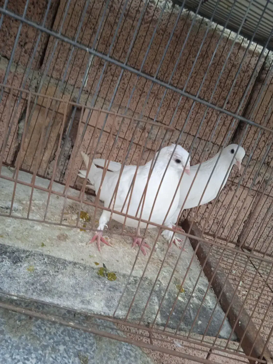 ۲ عدد کبوتر|پرنده|باسمنج, |دیوار