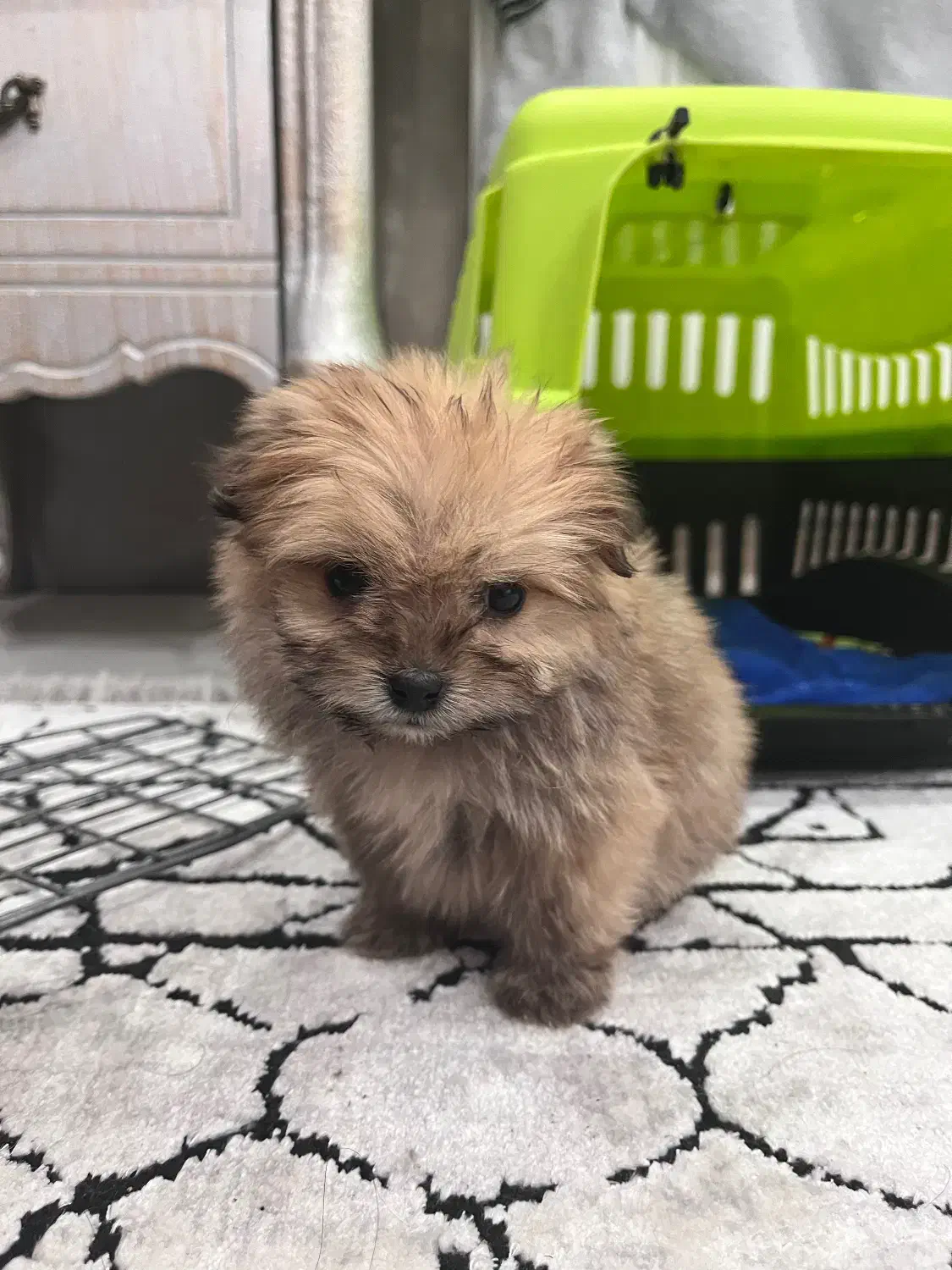 سگ پامریان خرسی|سگ|رشت, نیکمرام|دیوار