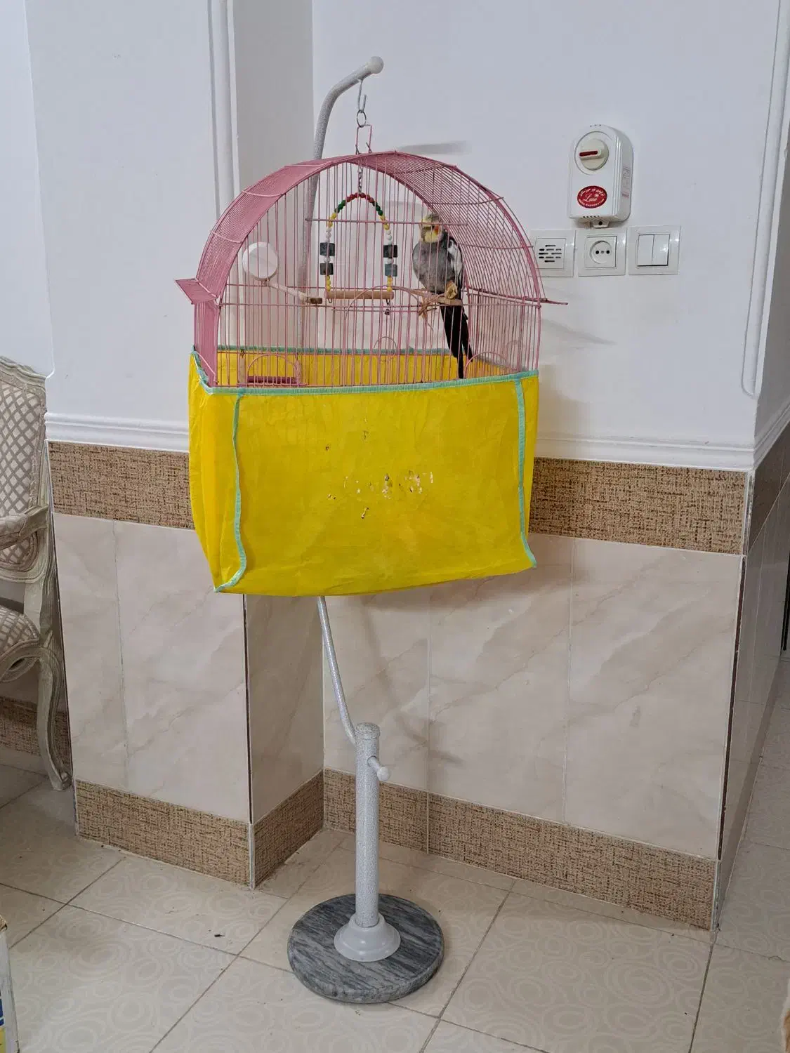عروس سخنگو|پرنده|گرگان, |دیوار