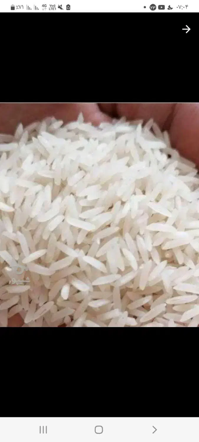 فروش فوری برنج طارم بهنام عطری کشت دوم|خوردنی و آشامیدنی|گلوگاه بابل (گلیا), |دیوار