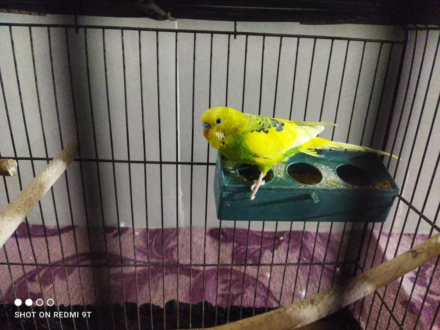 200|پرنده|قم, حقیقت|دیوار