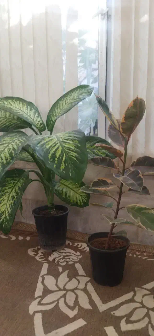 گل آپارتمانی|گل و گیاه طبیعی|یزد, |دیوار