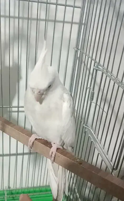 عروس هلندی|پرنده|بهمن صغاد, |دیوار