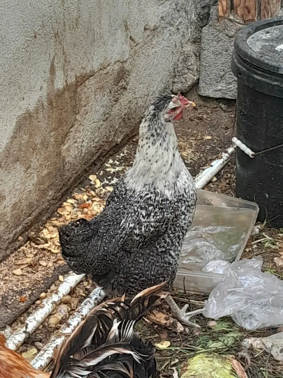 مرغ گلین|حیوانات مزرعه|بوشهر, |دیوار