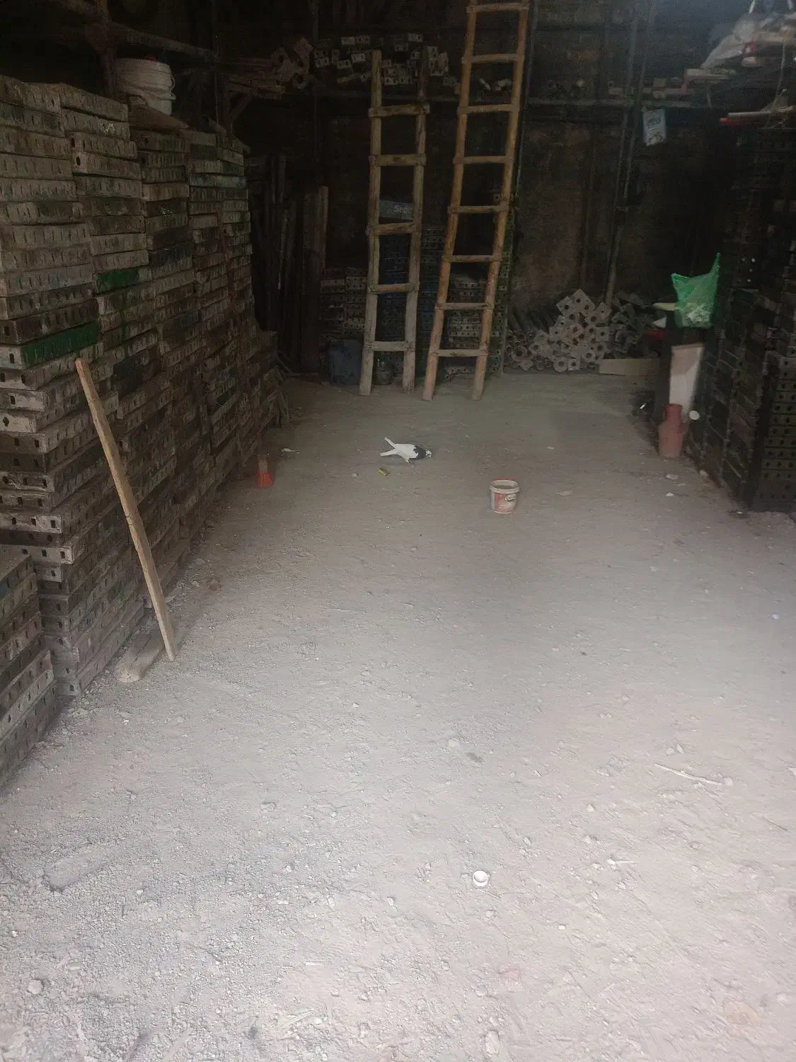 کبوتر|حیوانات|سنندج, |دیوار