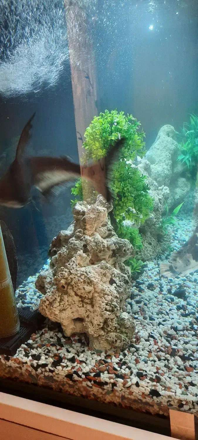 فروش اکواریوم با لوازم و کمد|ماهی|تهران, زعفرانیه|دیوار