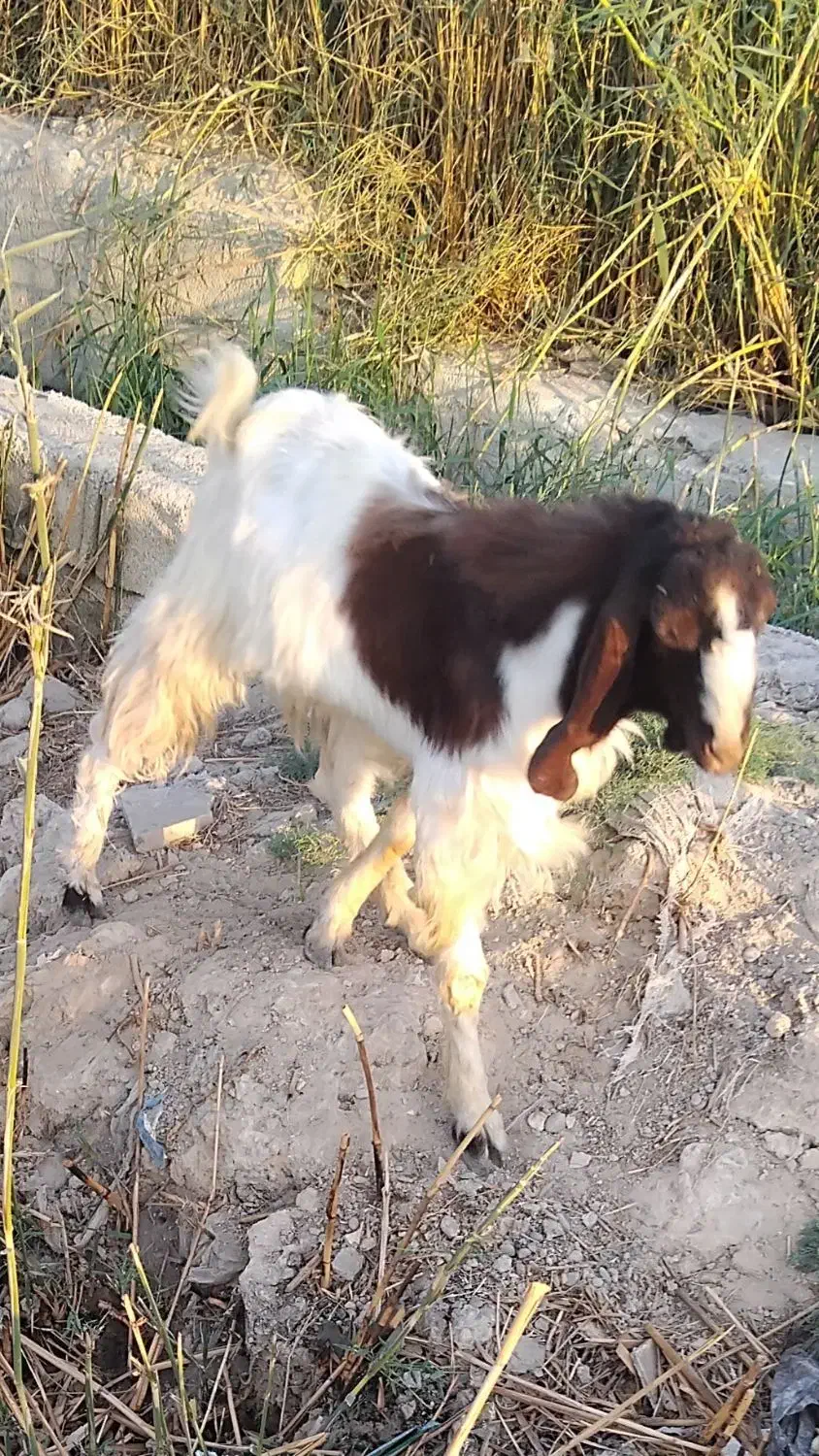 نربزخارجی درجه یک|حیوانات مزرعه|بندر ماهشهر, |دیوار