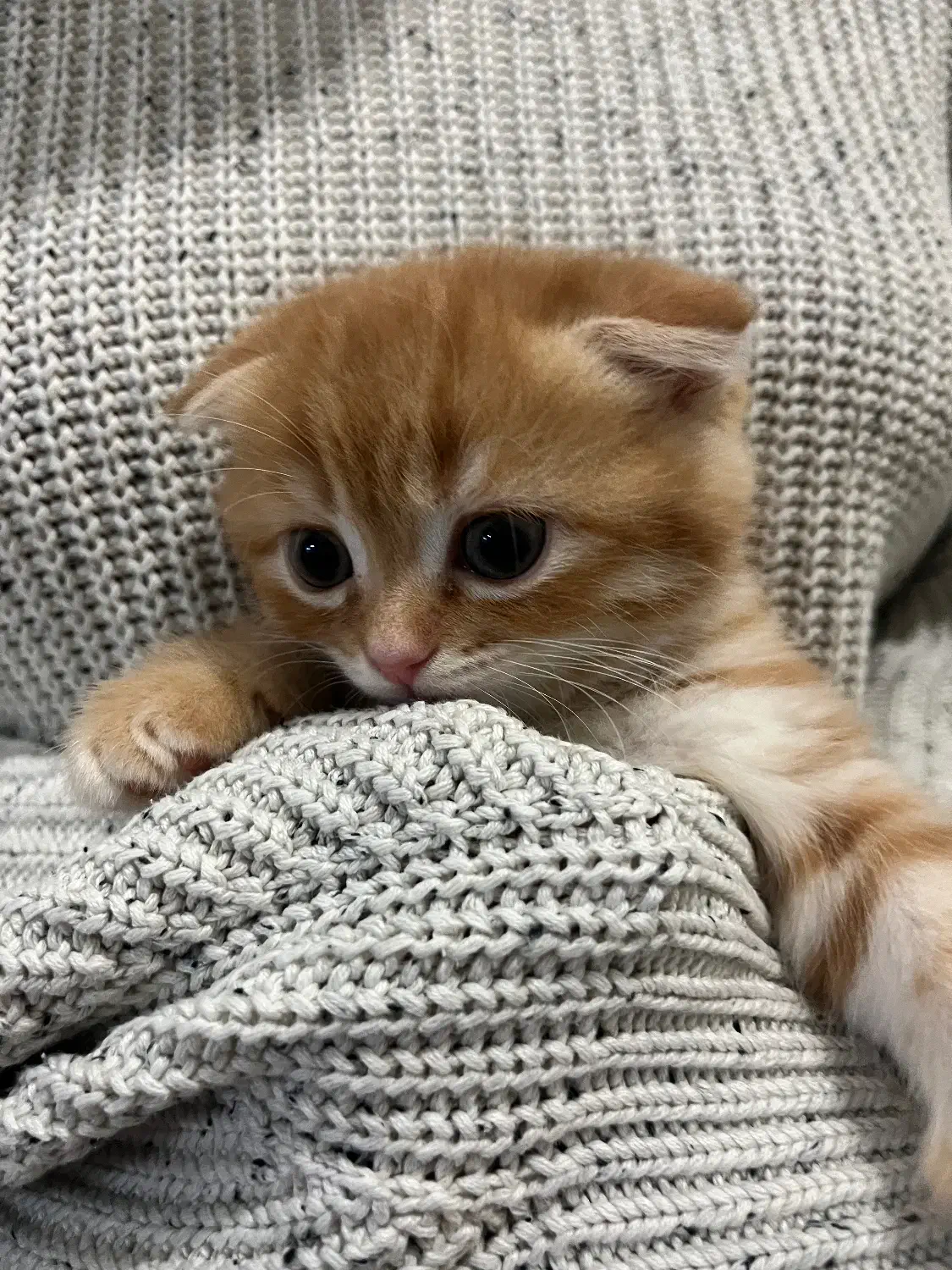 واگذاری گربه اسکاتیش بریتیش ماده|گربه|نوشهر, |دیوار