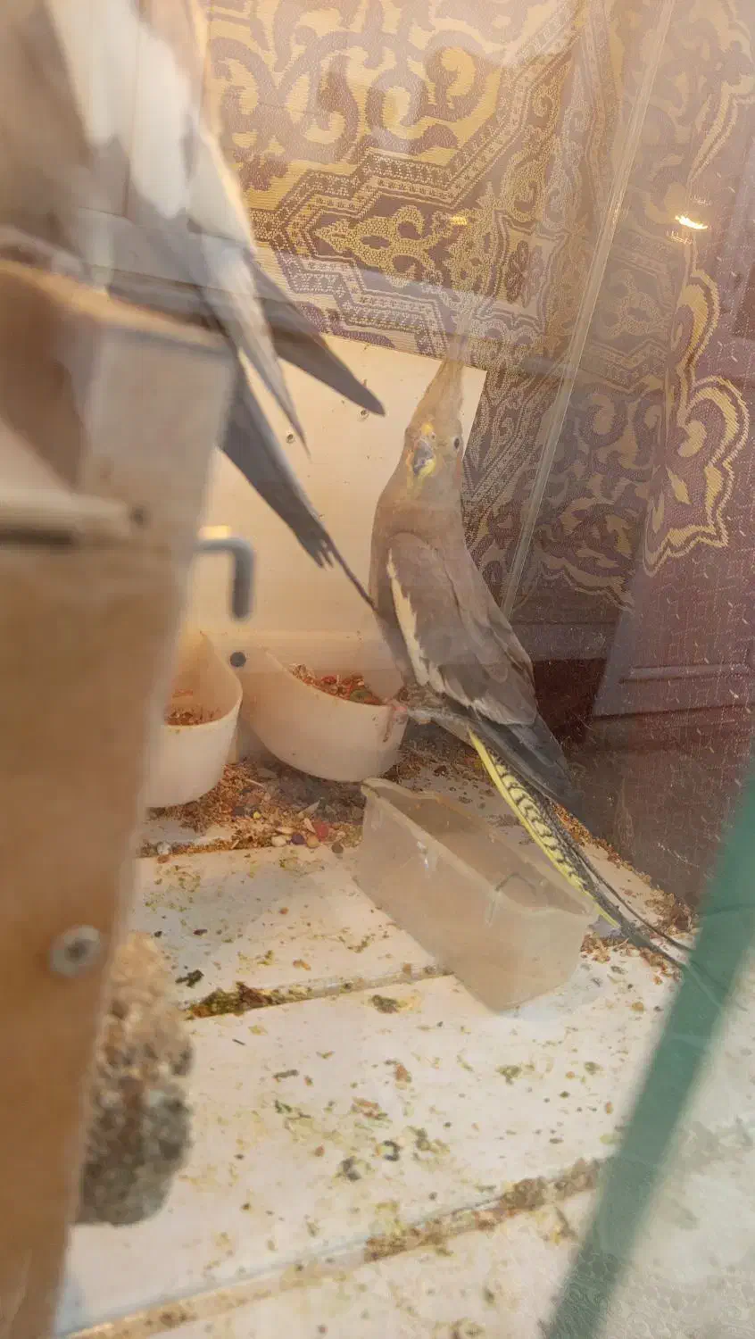 تخم گذارن|پرنده|اهر, |دیوار