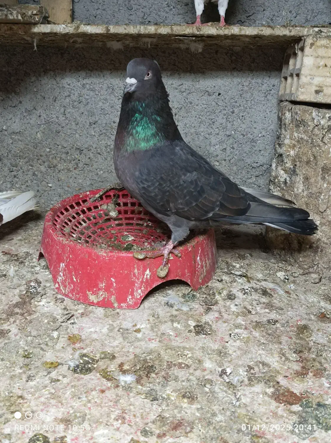 زاغ گلکی/سبز نفتی|پرنده|بندرعباس, |دیوار