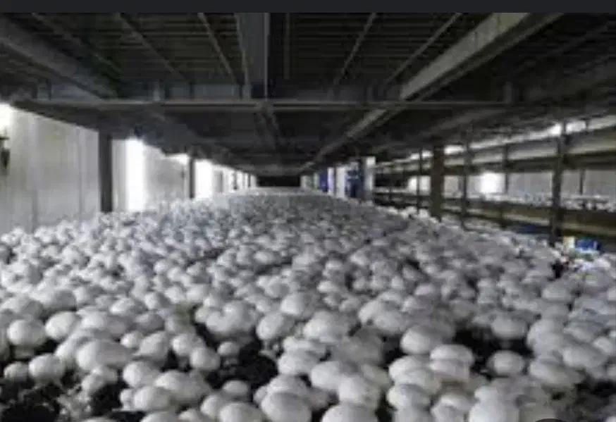 فروش قارچ درجه یک در فردیس|عمده‌فروشی|فردیس, شهرک ۱۱۰|دیوار