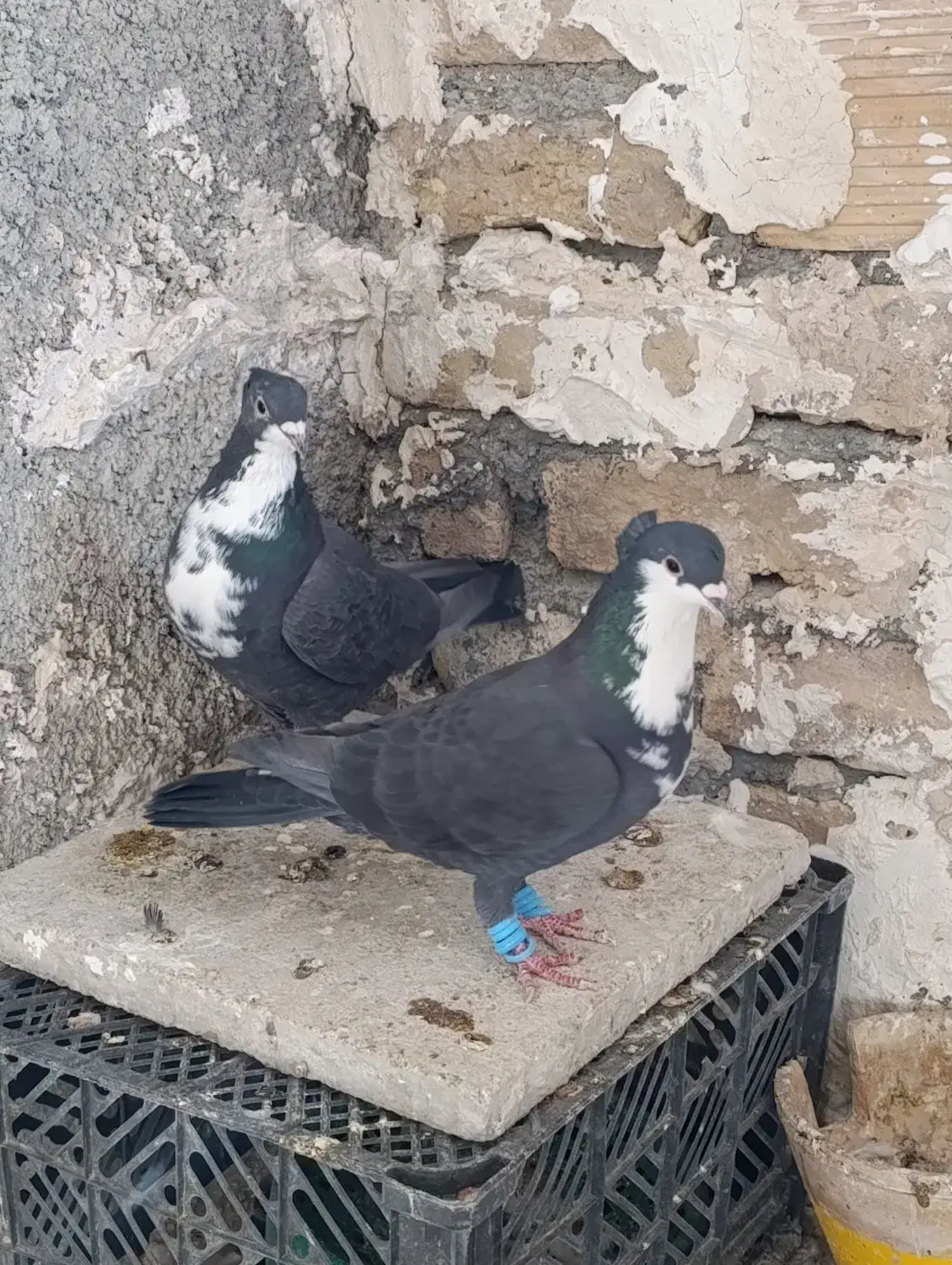 کرباتی|پرنده|شیروان (خراسان), |دیوار