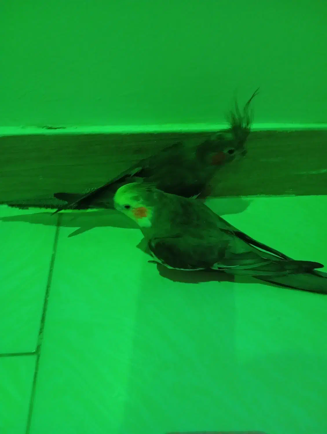 عروس هلندی نر و ماده مولد|پرنده|کرج, حصارک بالا|دیوار