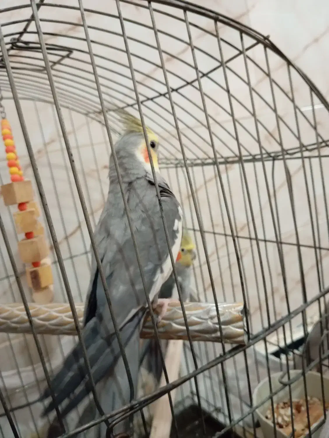 دو عدد عروس هلندی نر|پرنده|الوند, |دیوار