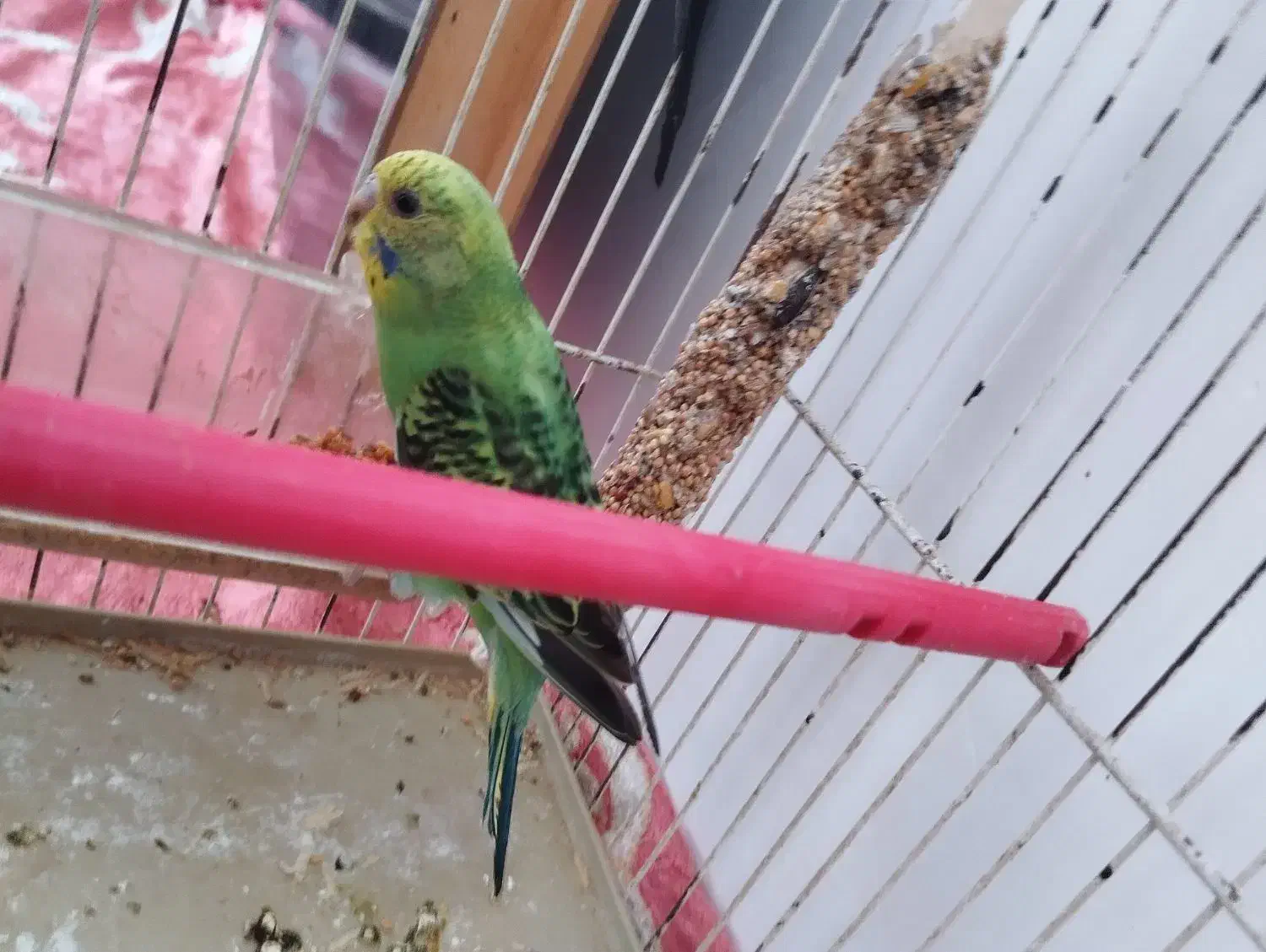 مرغ عشق اهلی|پرنده|ایواوغلی, |دیوار