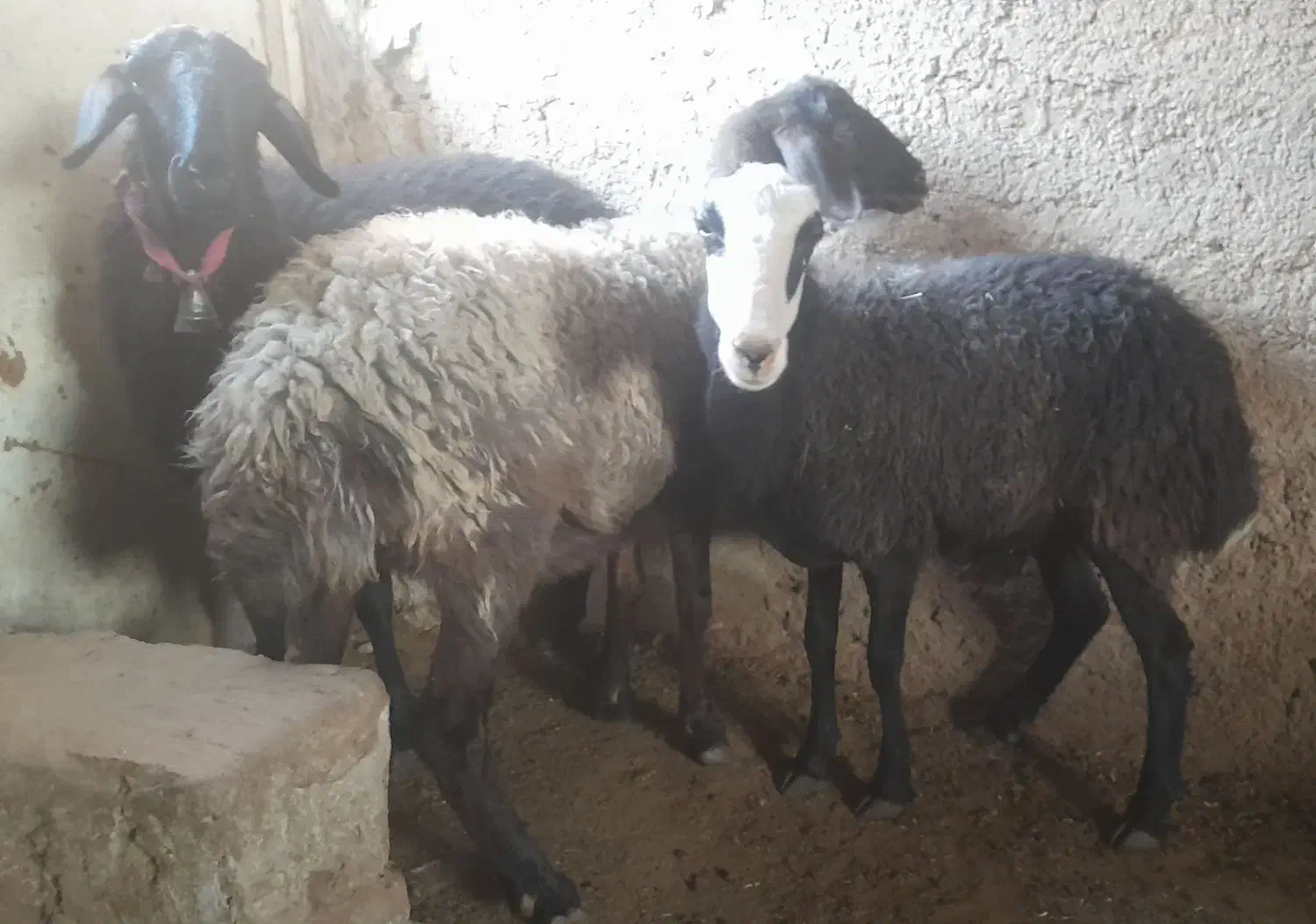 ۱۵۵۰۰۰۰۰|حیوانات مزرعه|گرمسار, |دیوار