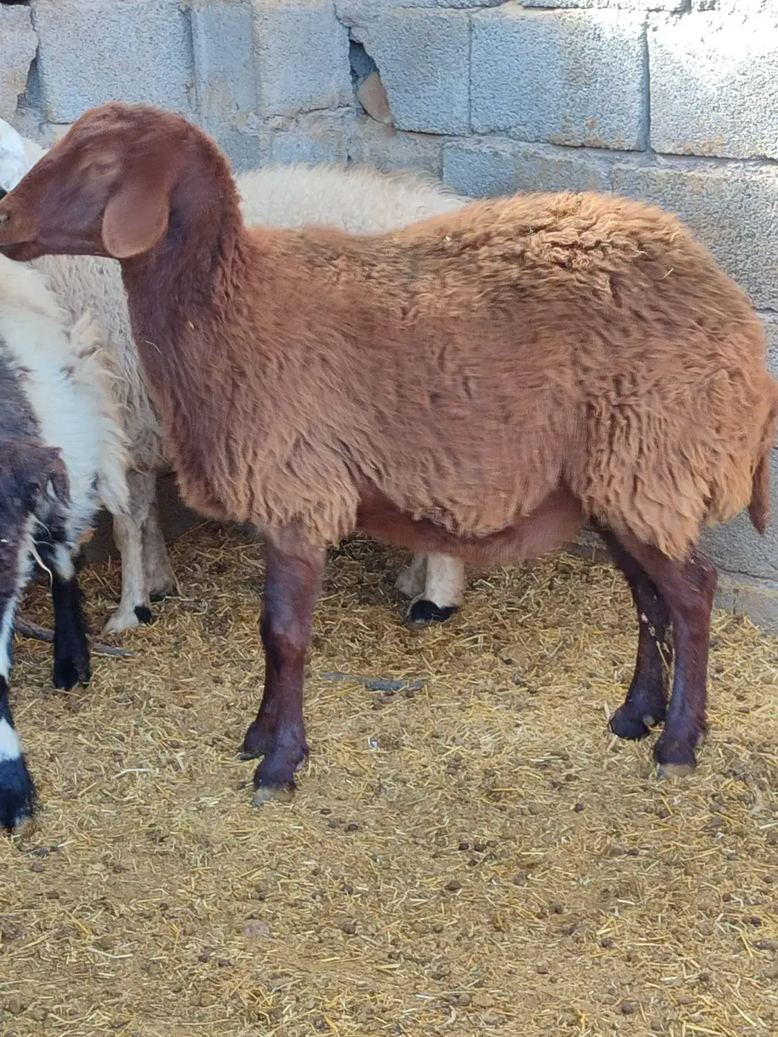 گوسفندمیش  سنجابی وهمو دوراس ابستن دوقولوزا|حیوانات مزرعه|کرمان, |دیوار