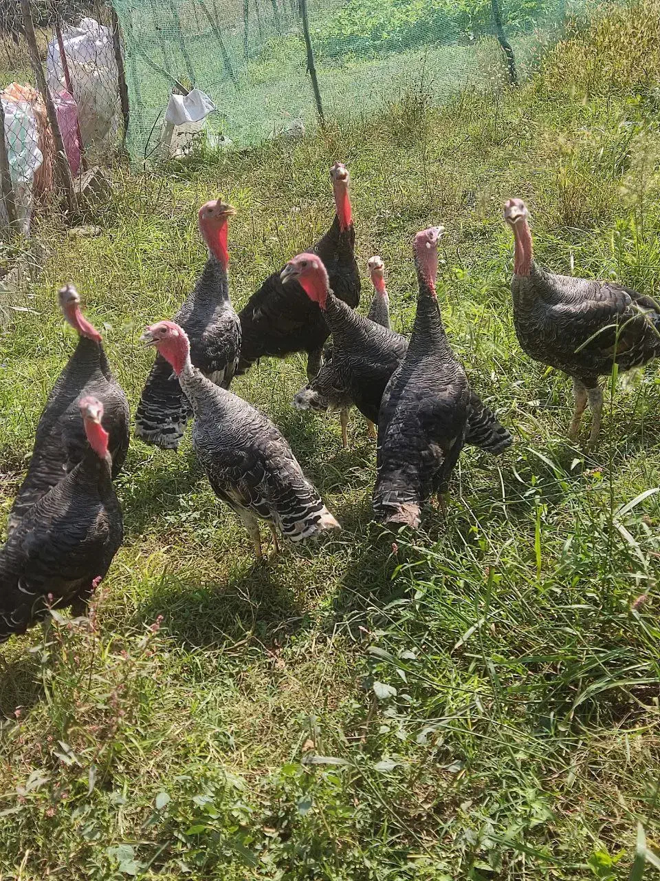 فروش بوقلمون|حیوانات مزرعه|اسالم, |دیوار