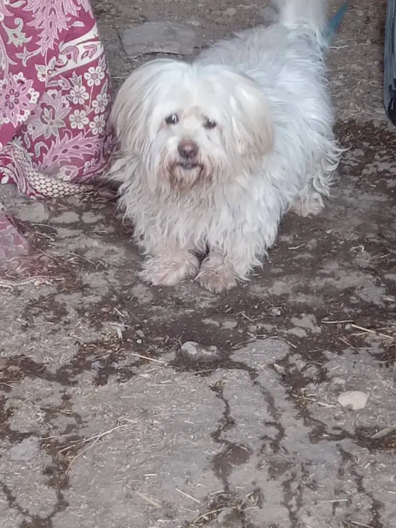 سگ پاکوتاه زبون فهم|سگ|ارومیه, |دیوار