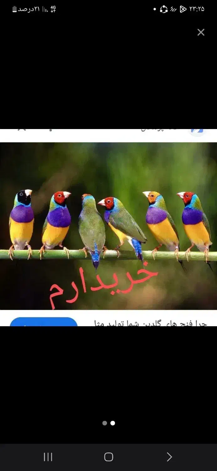 فنج گلدین|پرنده|برخوار, |دیوار