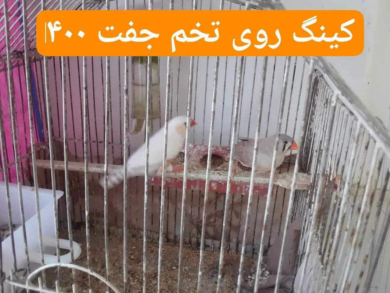فنج مولد روی تخم و جوجه|پرنده|قزوین, |دیوار