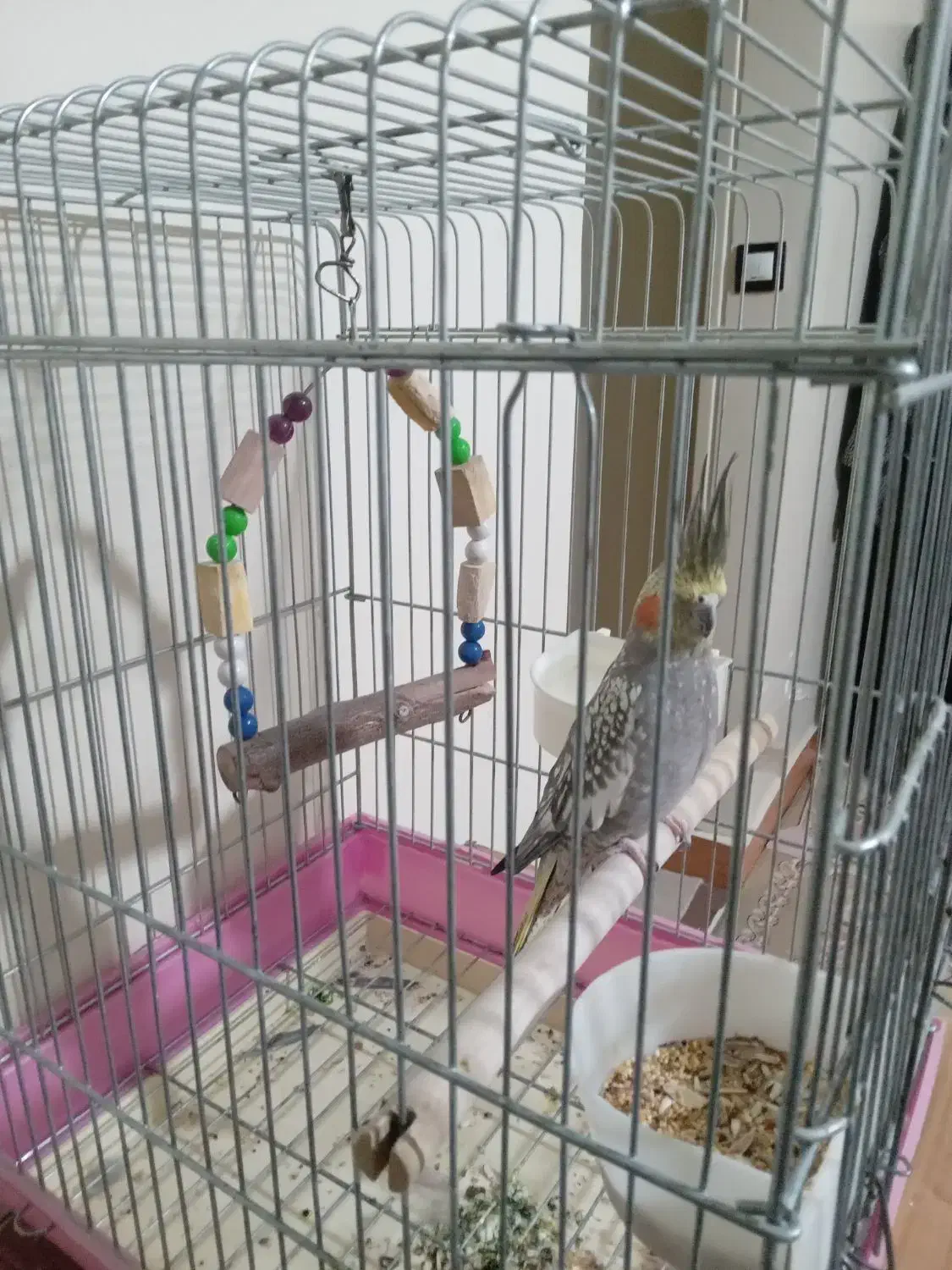 عروس هلندی جفت|پرنده|پاکدشت, پاکدشت (مامازند)|دیوار