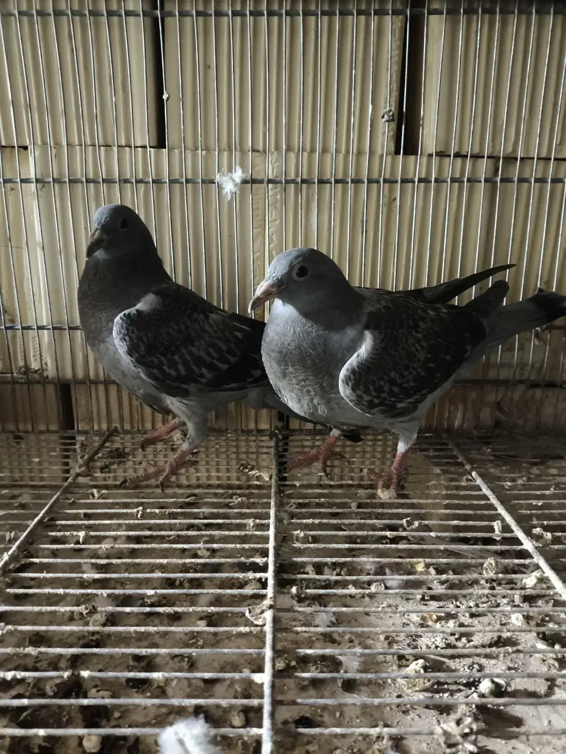 ۲ عدد جوجه پلاکی|پرنده|امیدیه, |دیوار