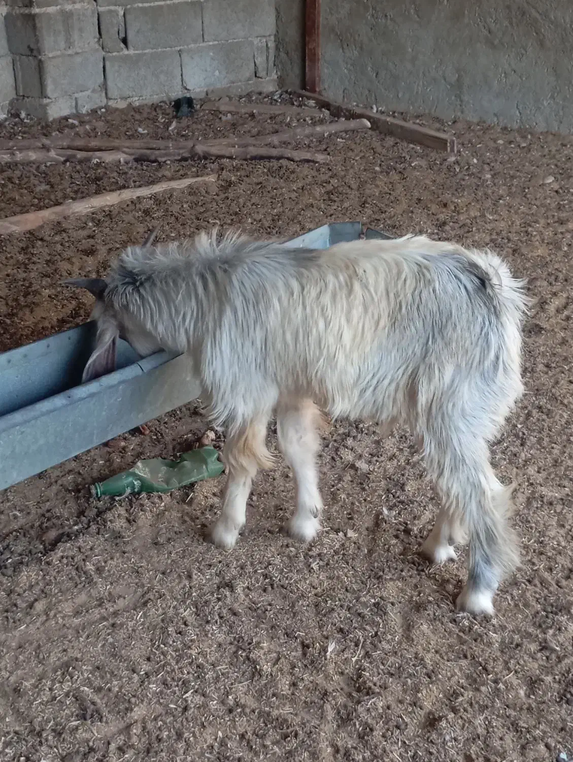 پازن کهره. نر|حیوانات مزرعه|سعدآباد, |دیوار