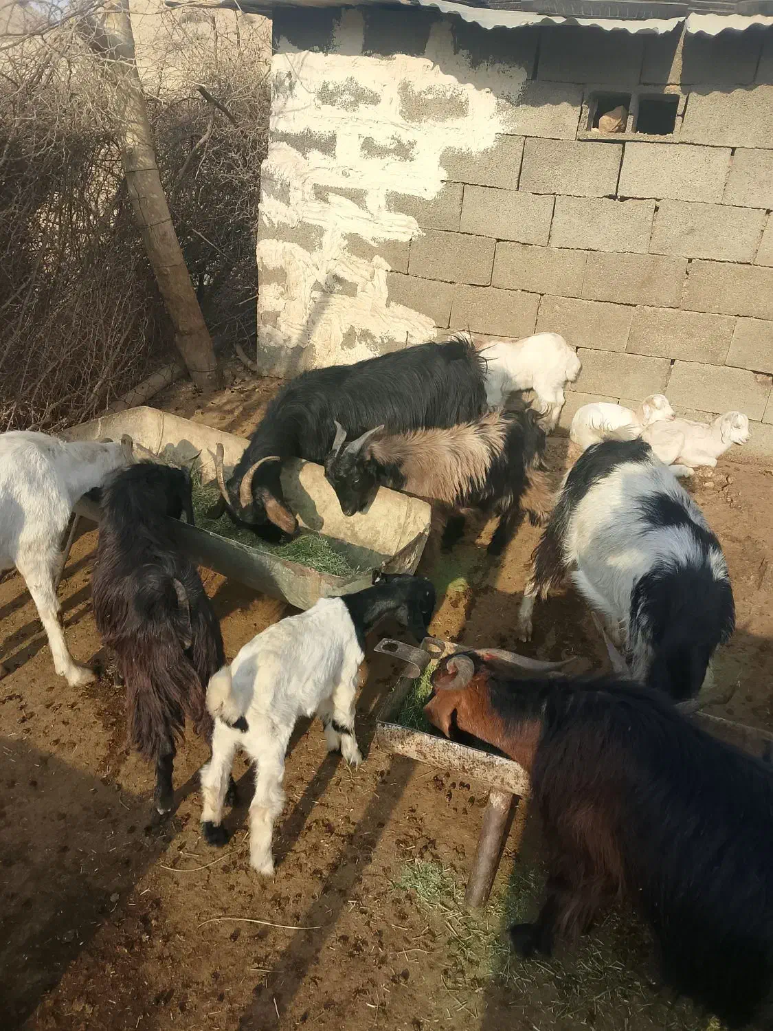 بزچاق درجه 1وکهره|حیوانات مزرعه|دوگنبدان, |دیوار