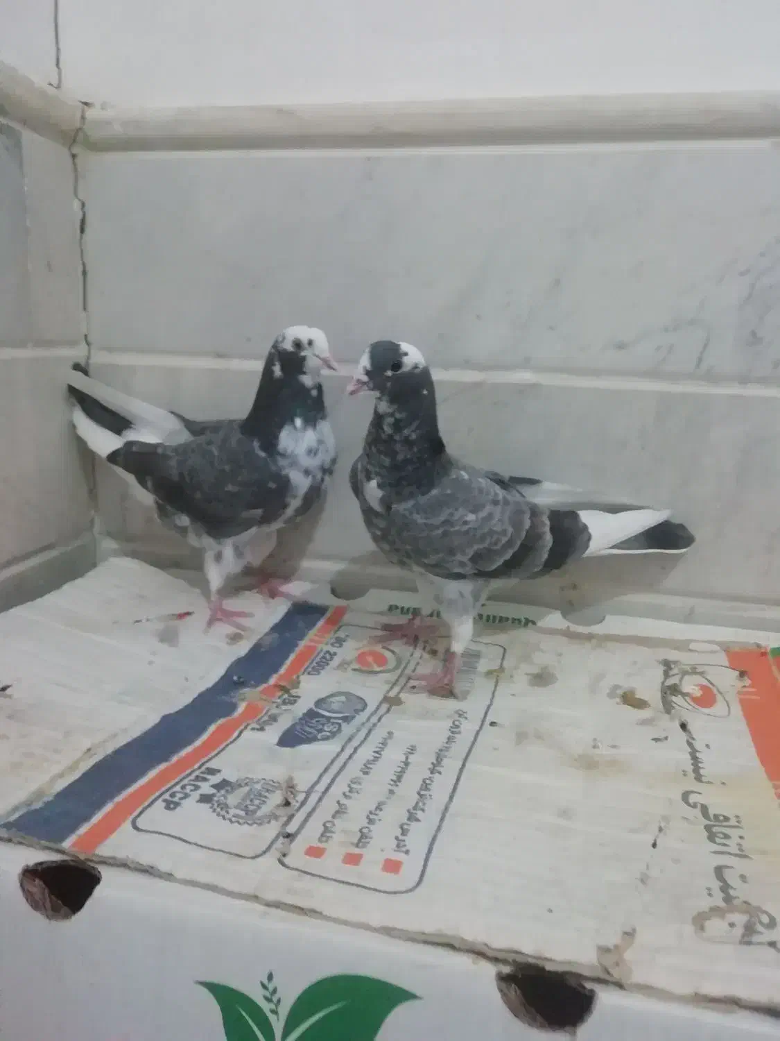 کبوتر یا کفتر جوجه مقلف|پرنده|قم, نوبهار|دیوار