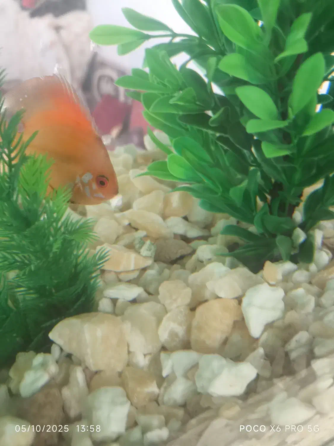 باسلام ماهی دیسکس فروشی است|ماهی|کاشمر, |دیوار