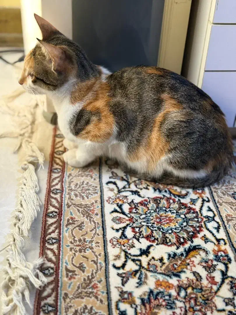 گربه ۴ ماهه|گربه|کیش, |دیوار