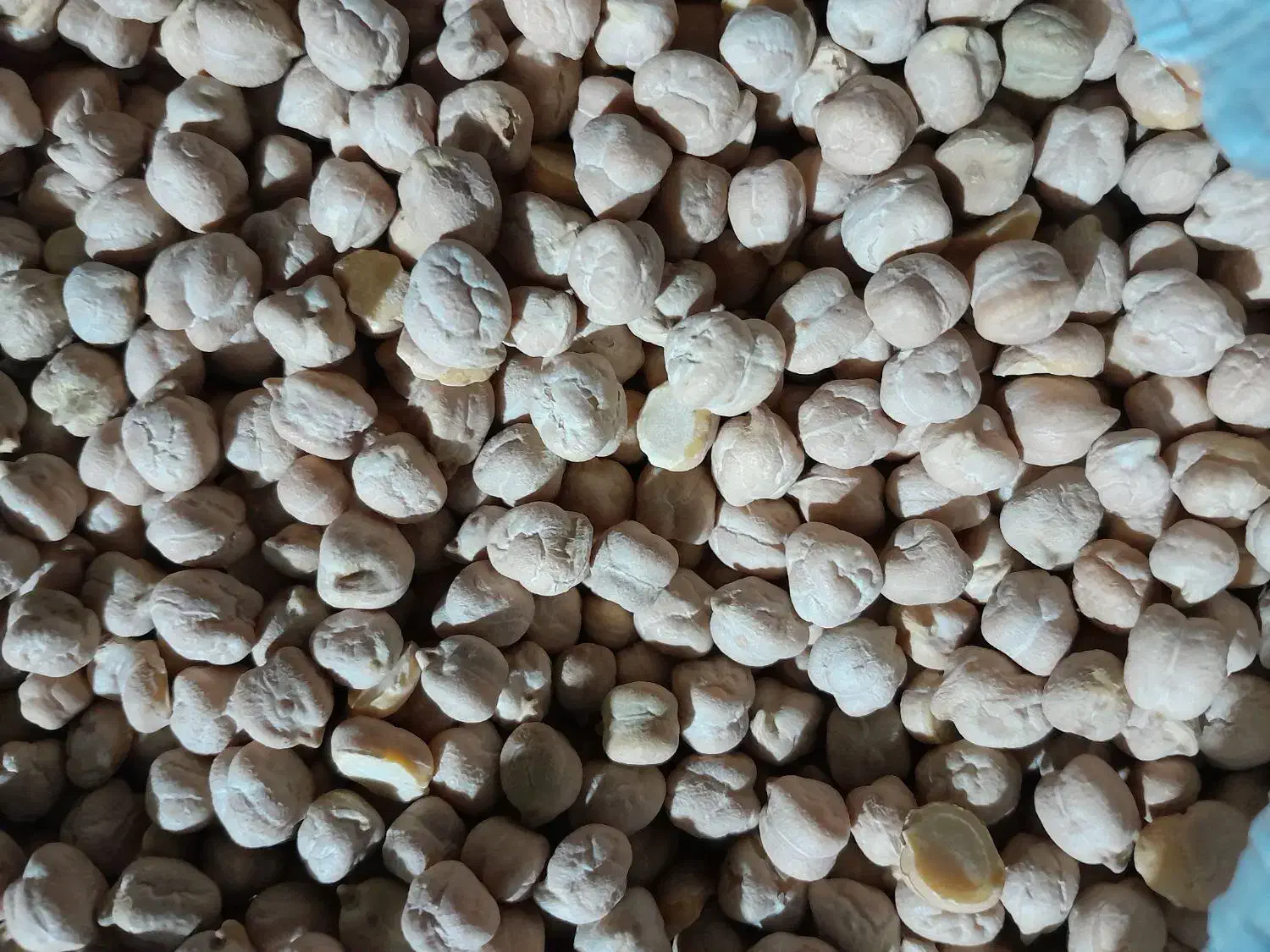 نخود سفید خوش پخت|عمدهفروشی|اسلامشهر, مظفریه|دیوار