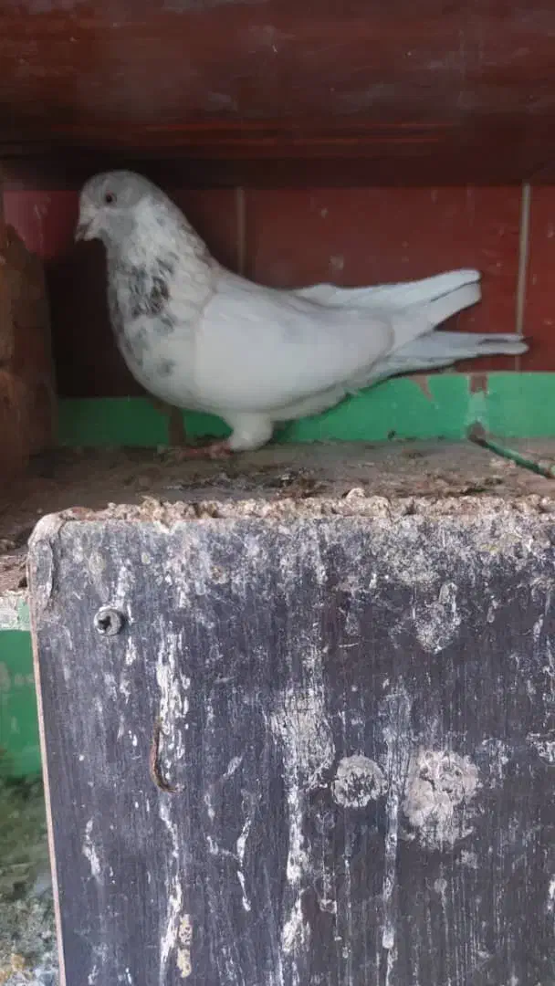 ۸عدد کفتر|پرنده|تهران, انبار نفت|دیوار