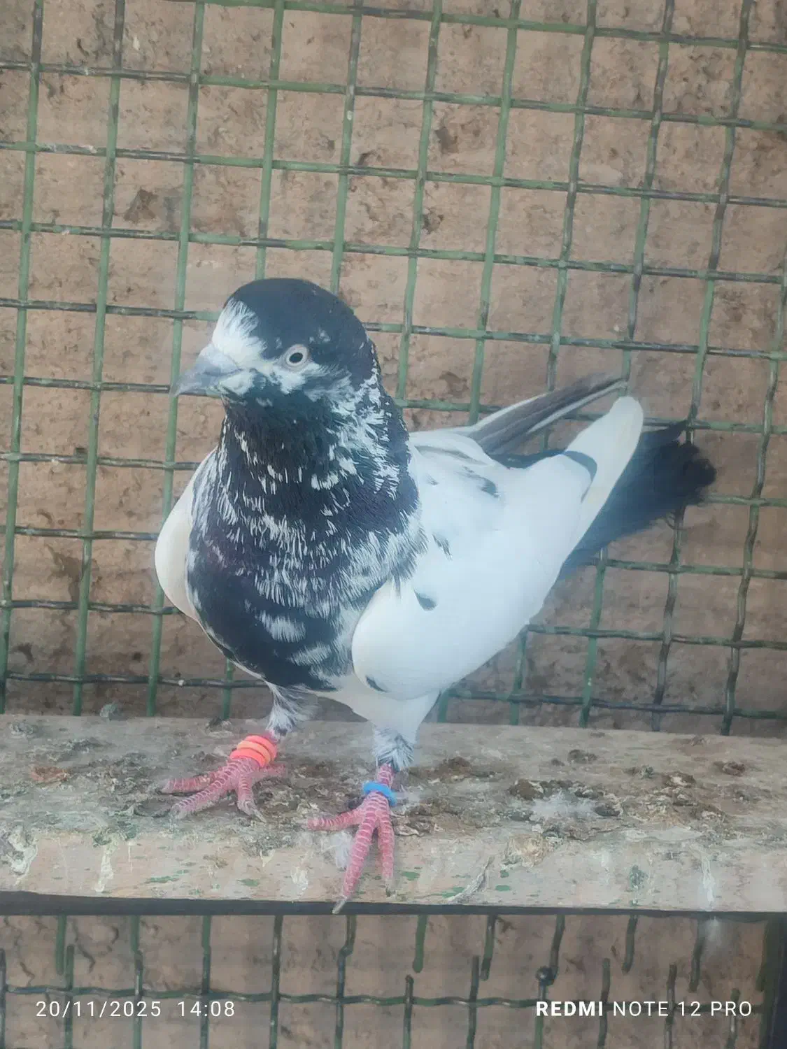 کفتر پرش سنگین دو رقمی|پرنده|ایرانشهر, |دیوار