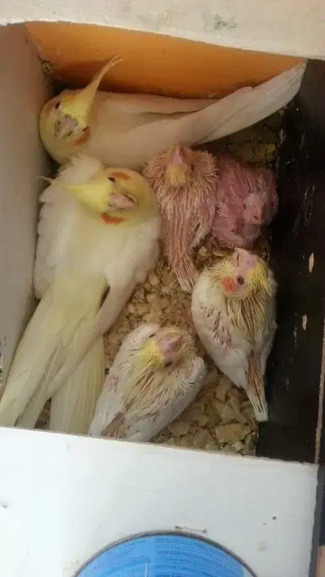 ۳۰عدد جوجه عروس هلندی|پرنده|بروجرد, |دیوار