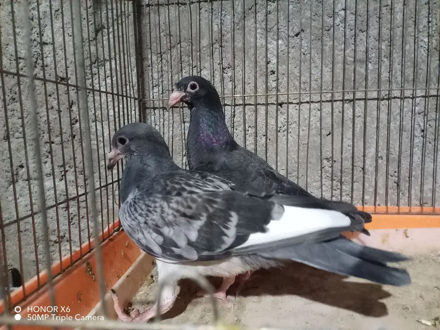 کفتر زاجر|پرنده|اردکان, |دیوار