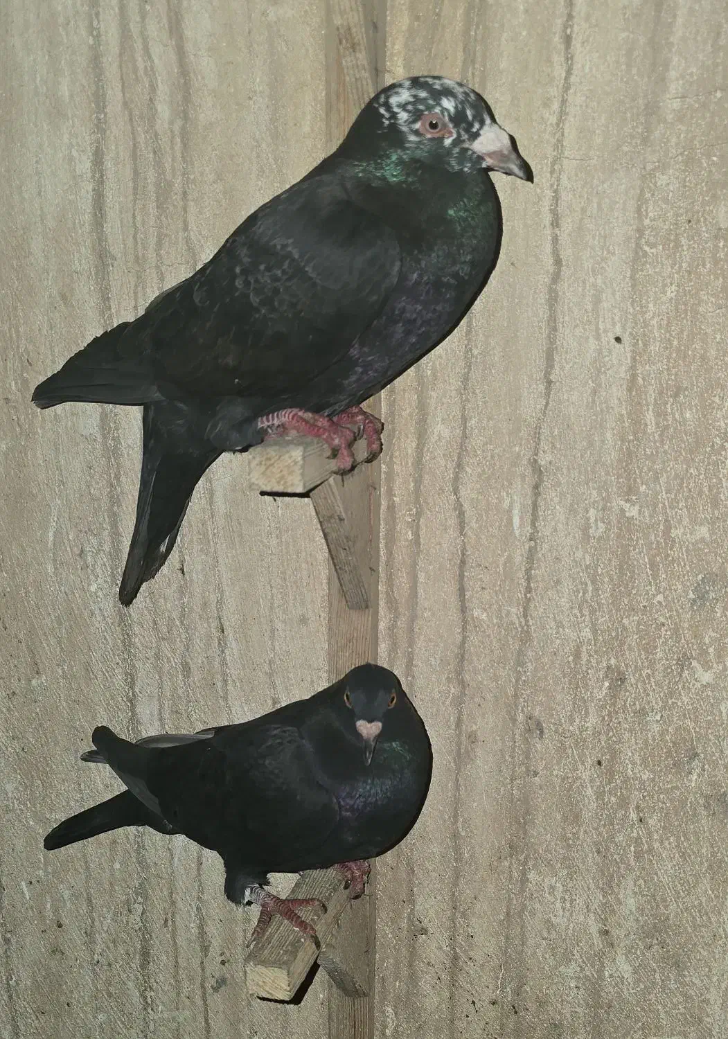 دورگ درجه یک ذات فولاد|پرنده|شوشتر, |دیوار