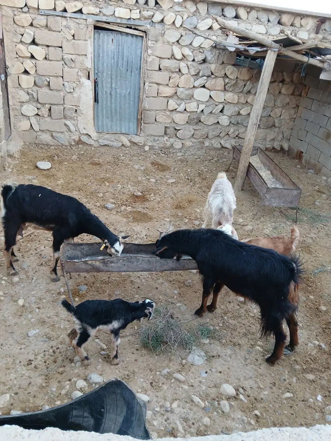 فروش بز|حیوانات مزرعه|مهران (ایلام), |دیوار