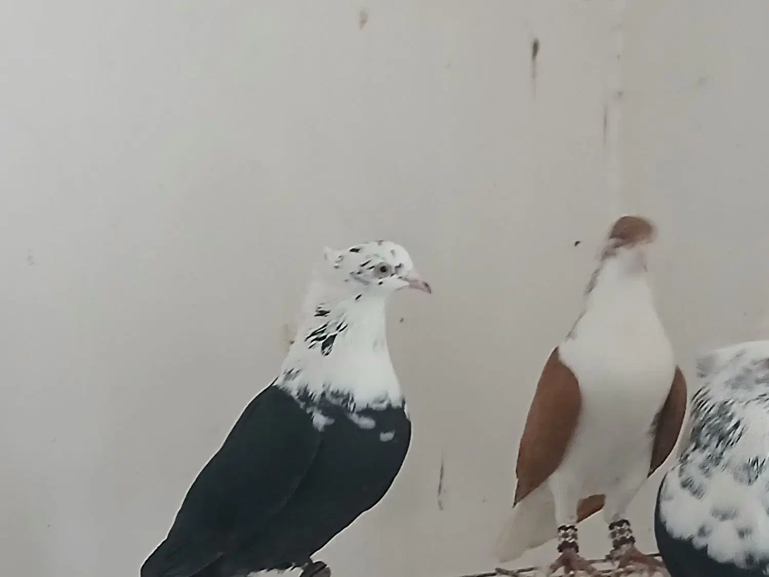 کبوتر رنگی|پرنده|شوشتر, |دیوار