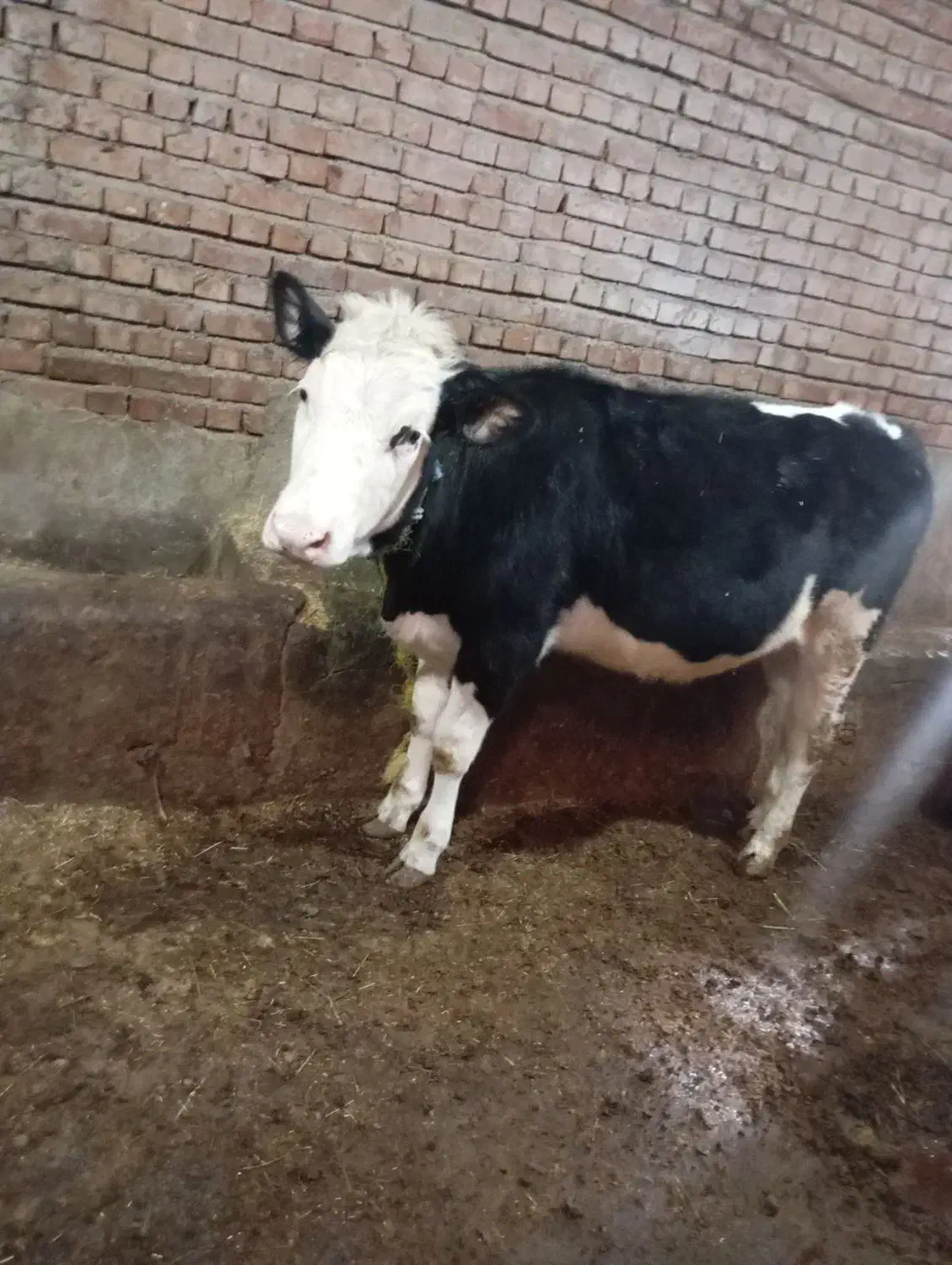 گوساله|حیوانات مزرعه|نظر کهریزی, |دیوار