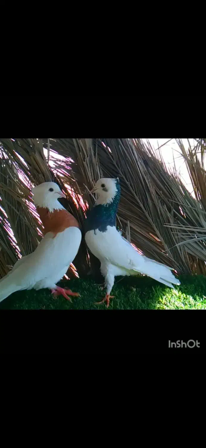 کبوتر|پرنده|زرین دشت (فارس), |دیوار