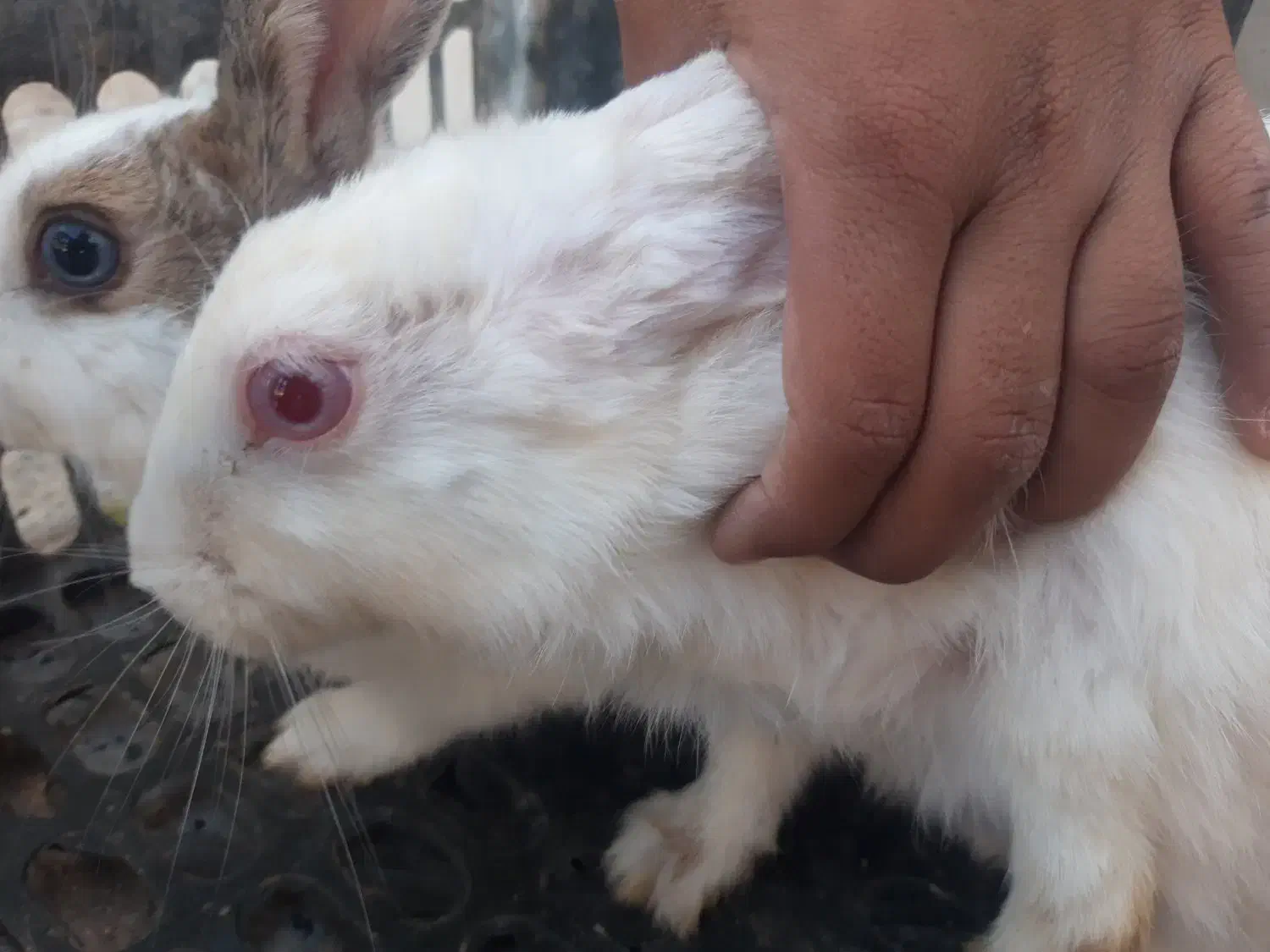 خرگوش|موش و خرگوش|بیرجند, |دیوار