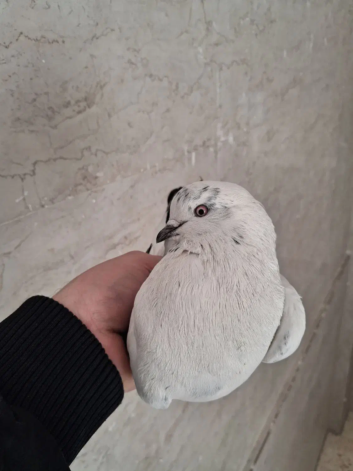 ۲عدد کفتر کله دم سبز|پرنده|قرچک, میرزائی جنوبی|دیوار