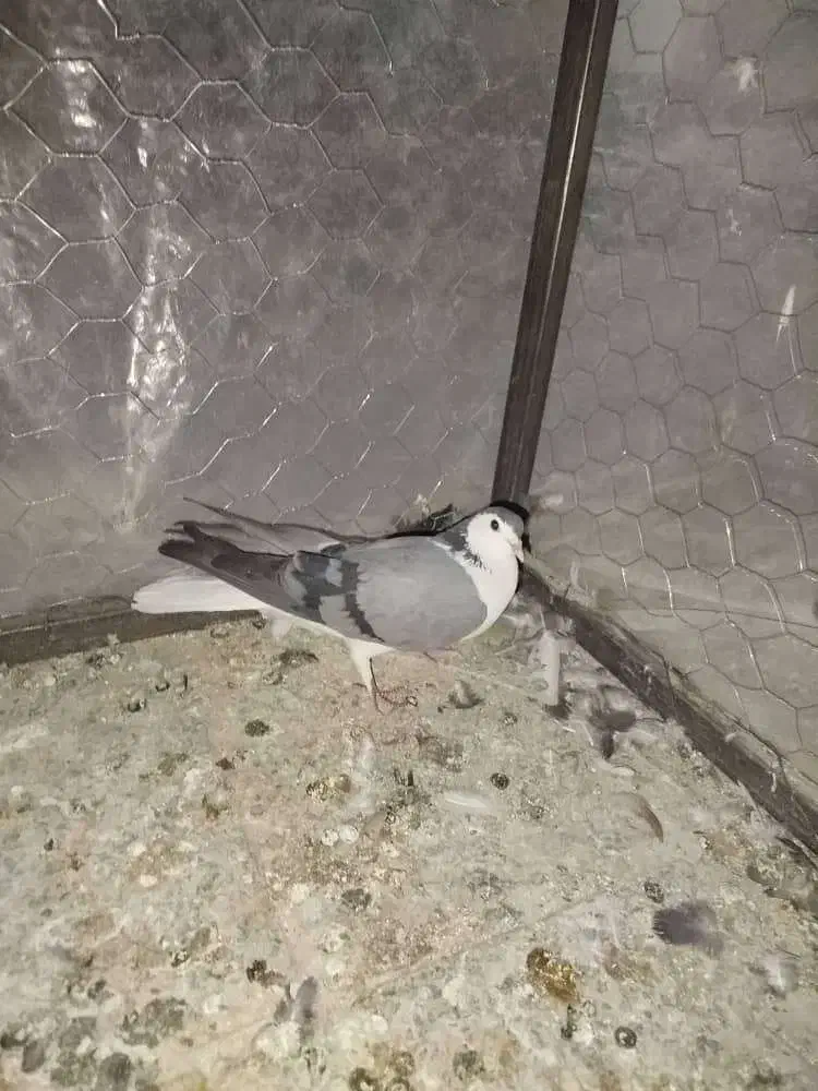 کبوتر|پرنده|خرم بید, |دیوار